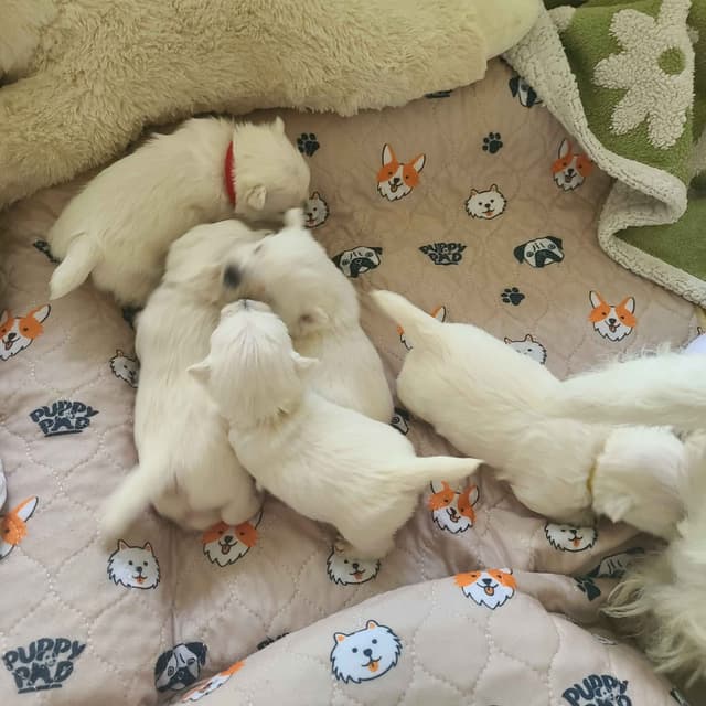 West Highland White Terrier Puppies media 10