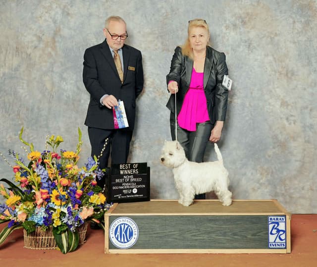 West Highland White Terrier Puppies media 16