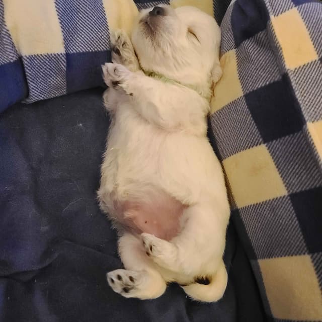 West Highland White Terrier Puppies media 11