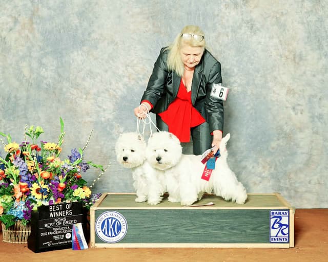 West Highland White Terrier Puppies media 17