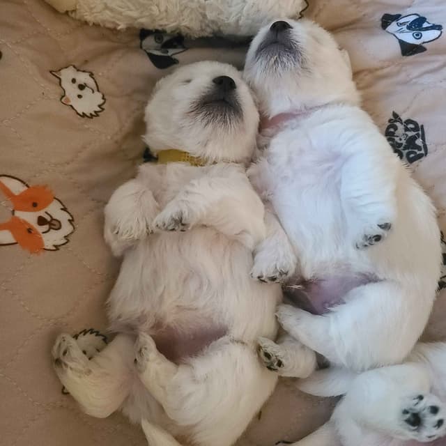West Highland White Terrier Puppies media 13