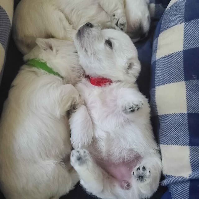 West Highland White Terrier Puppies media 12