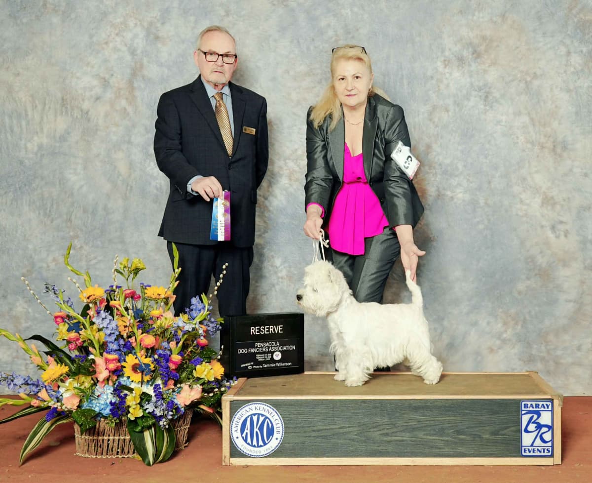 West Highland White Terrier Puppies breeder image 2