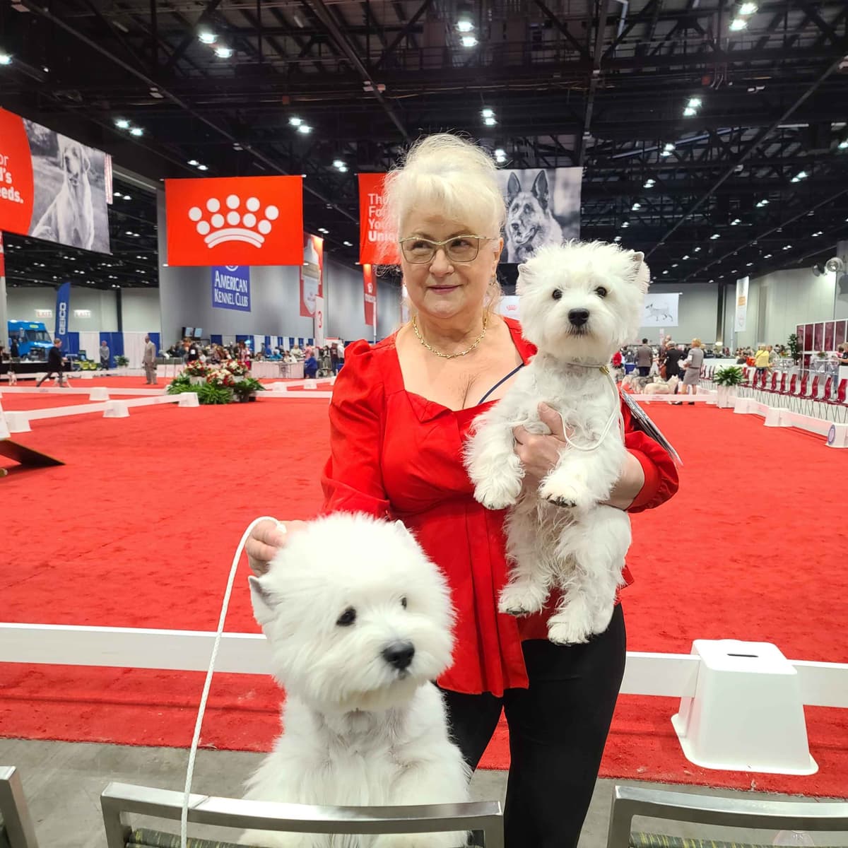 West Highland White Terrier Puppies breeder image 4