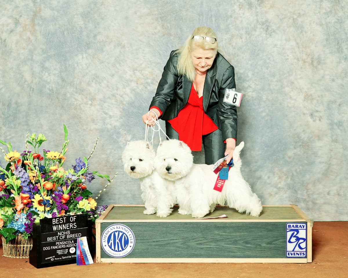 West Highland White Terrier Puppies breeder image 3