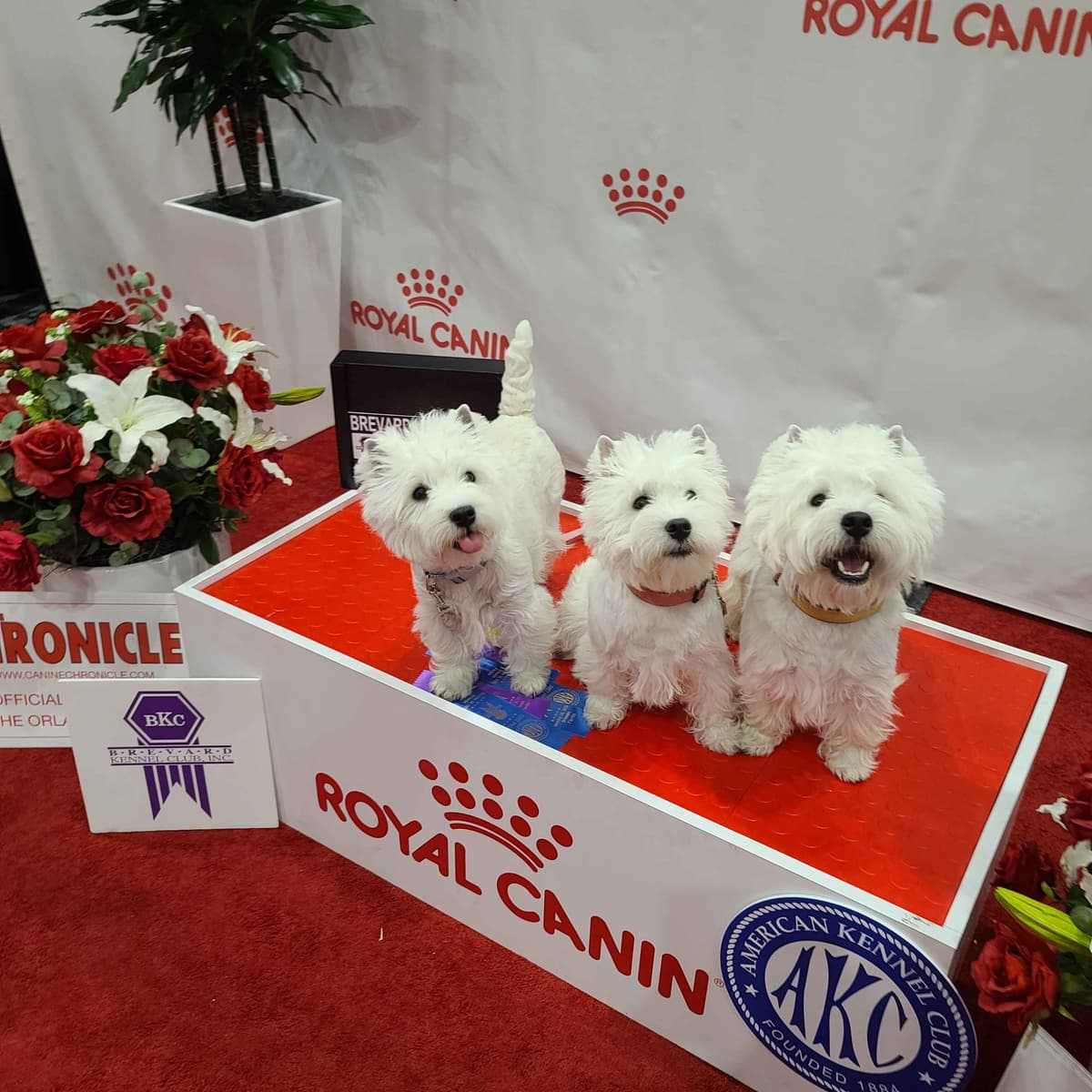 West Highland White Terrier Puppies breeder image 6