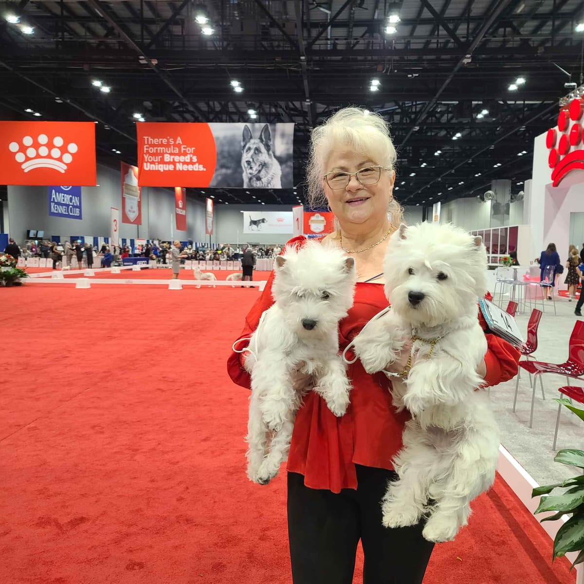 West Highland White Terrier Puppies breeder image 5