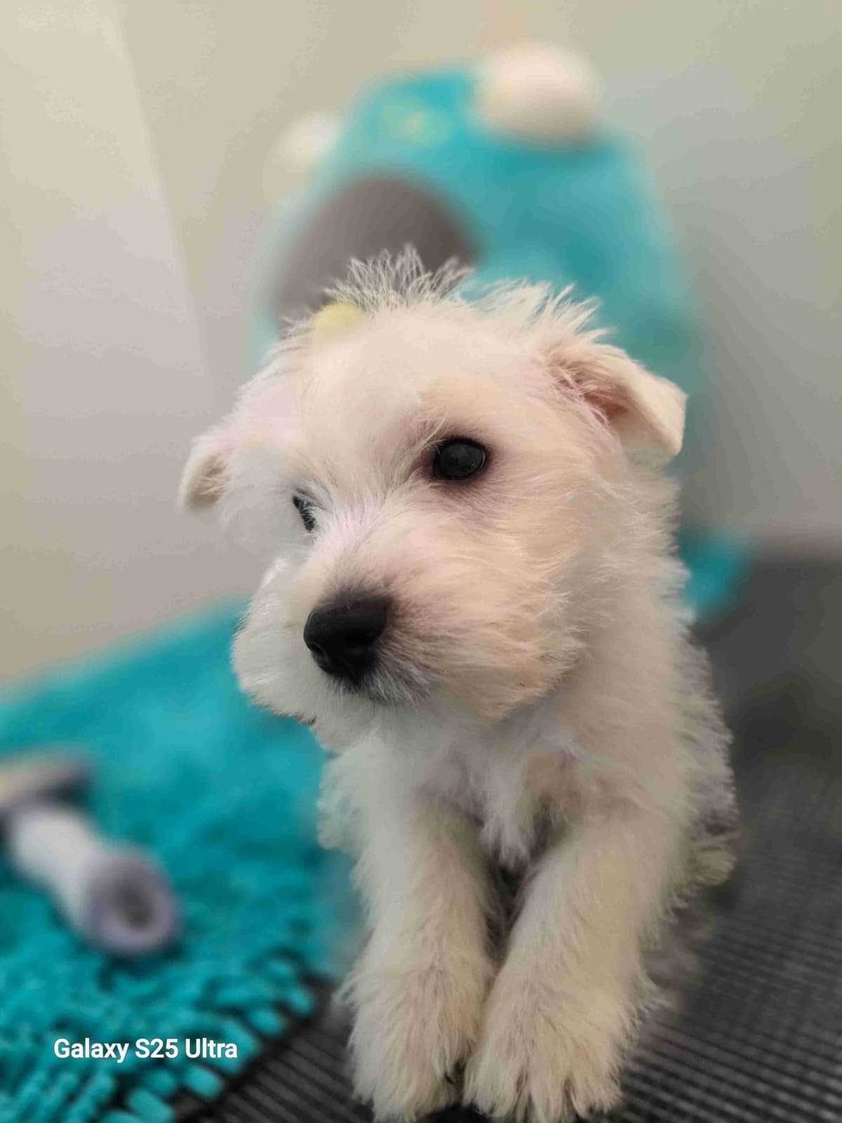West Highland White Terrier Puppies breeder image 7