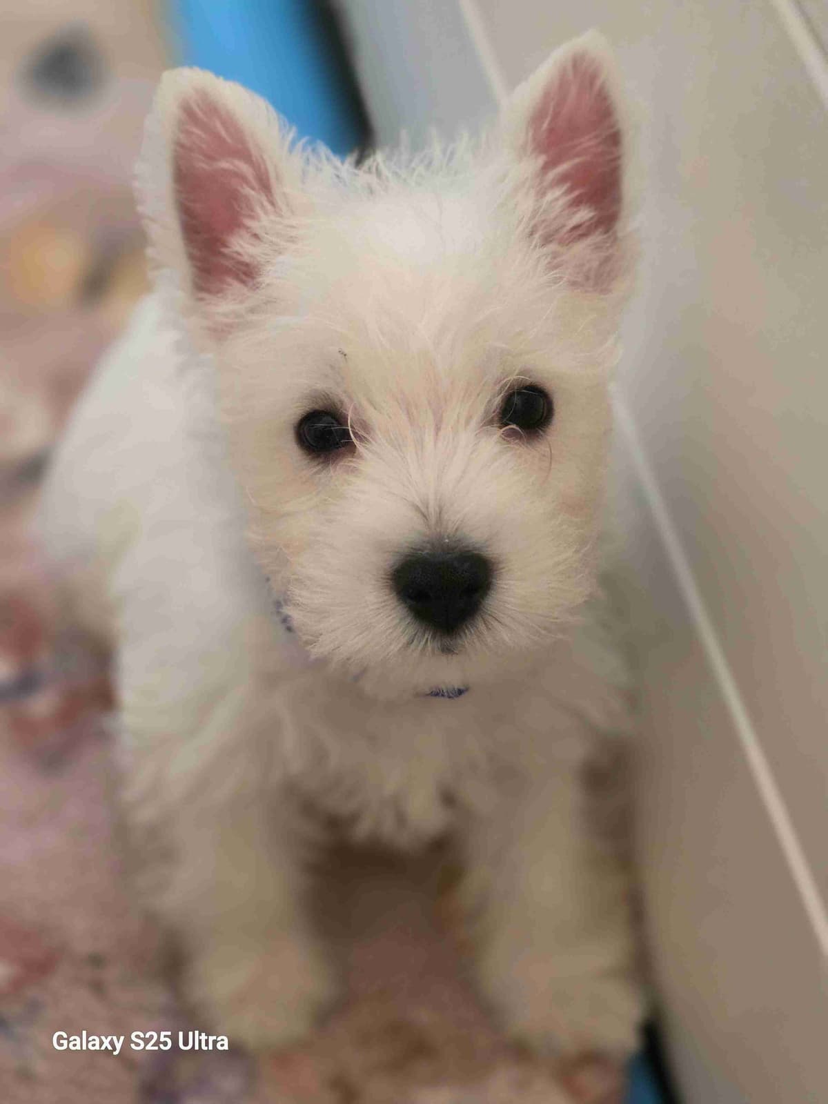 West Highland White Terrier Puppies breeder image 10