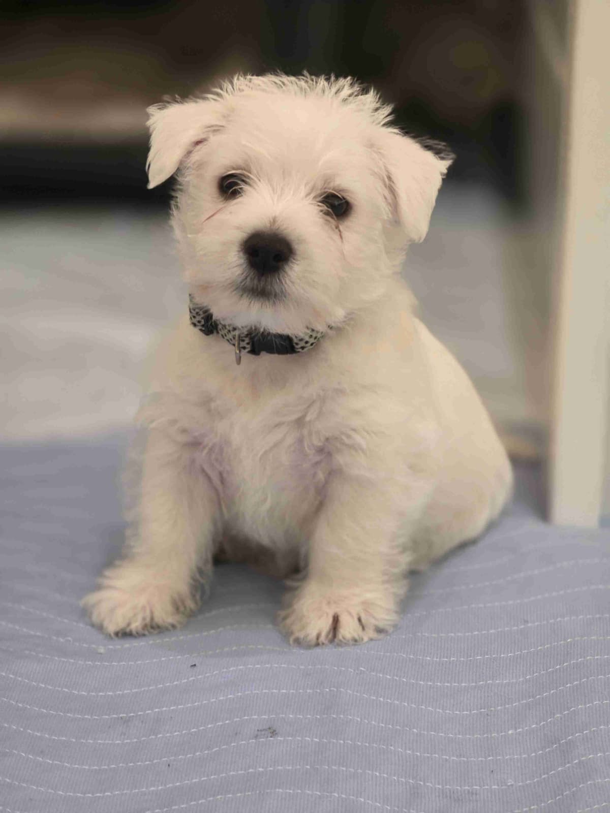 West Highland White Terrier Puppies breeder image 13