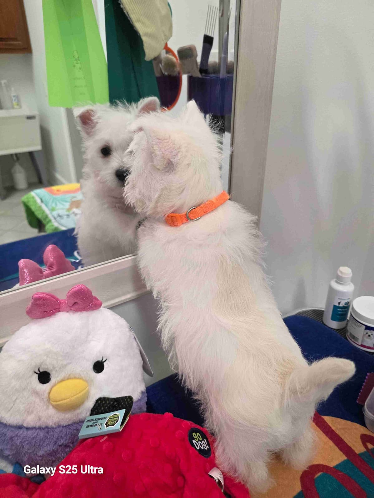 West Highland White Terrier Puppies breeder image 14