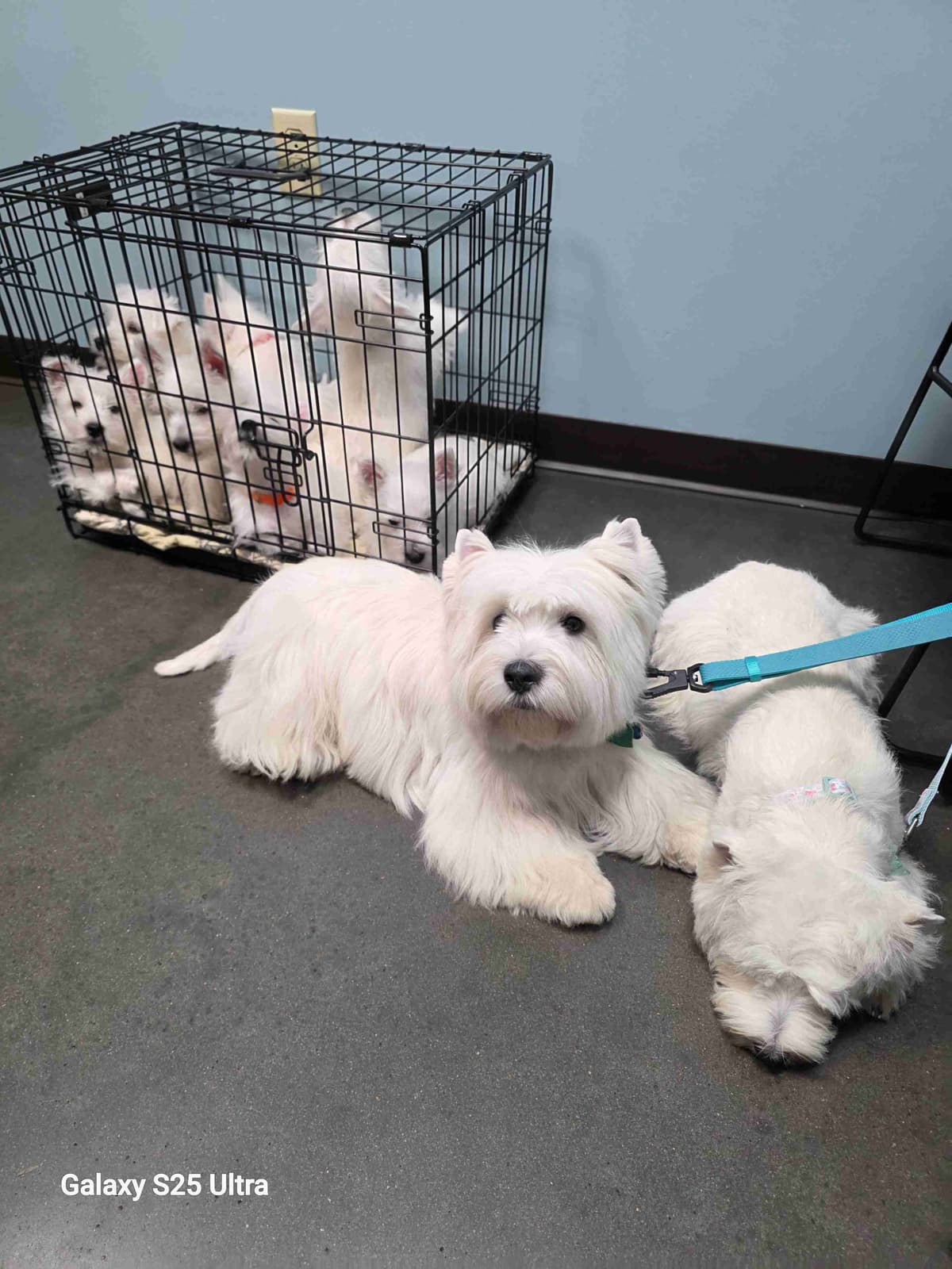 West Highland White Terrier Puppies breeder image 15