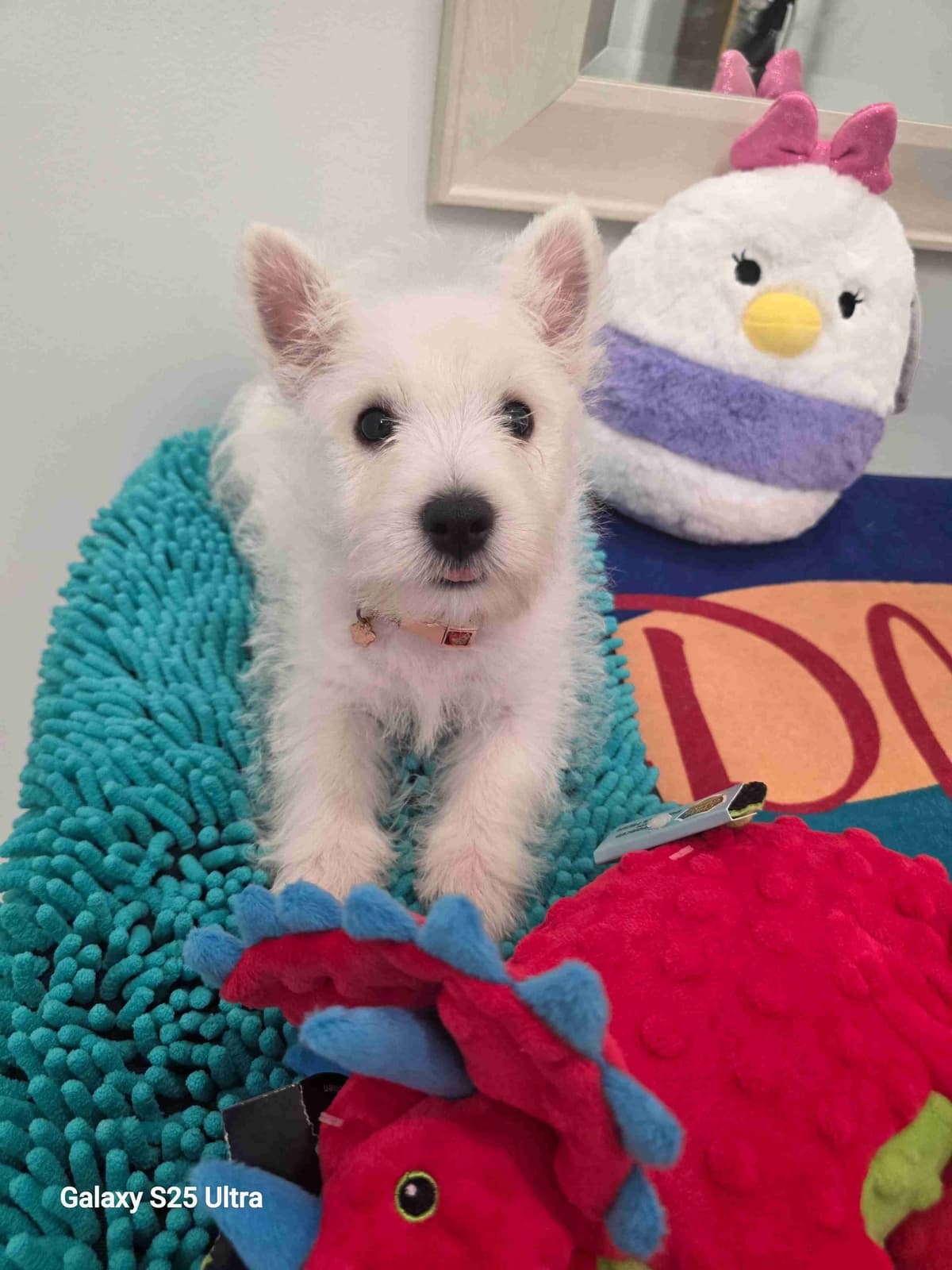 West Highland White Terrier Puppies breeder image 16