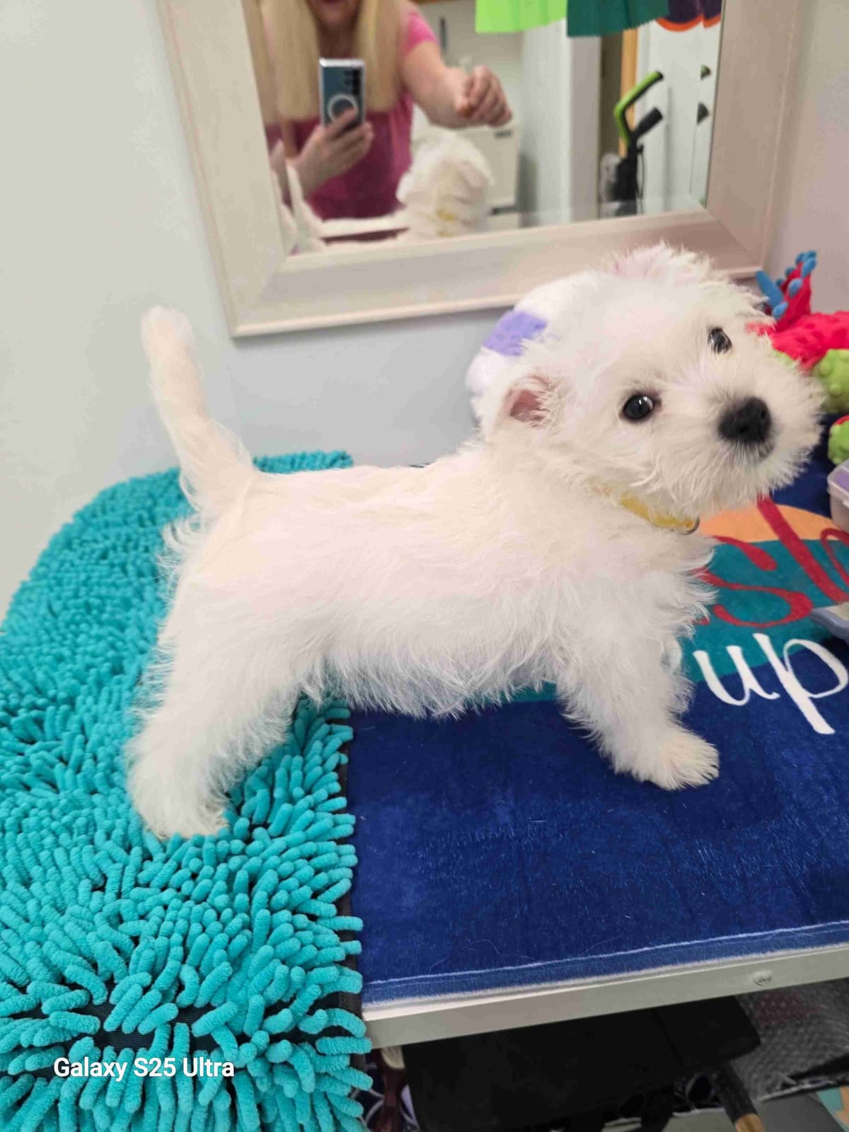 West Highland White Terrier Puppies breeder image 18