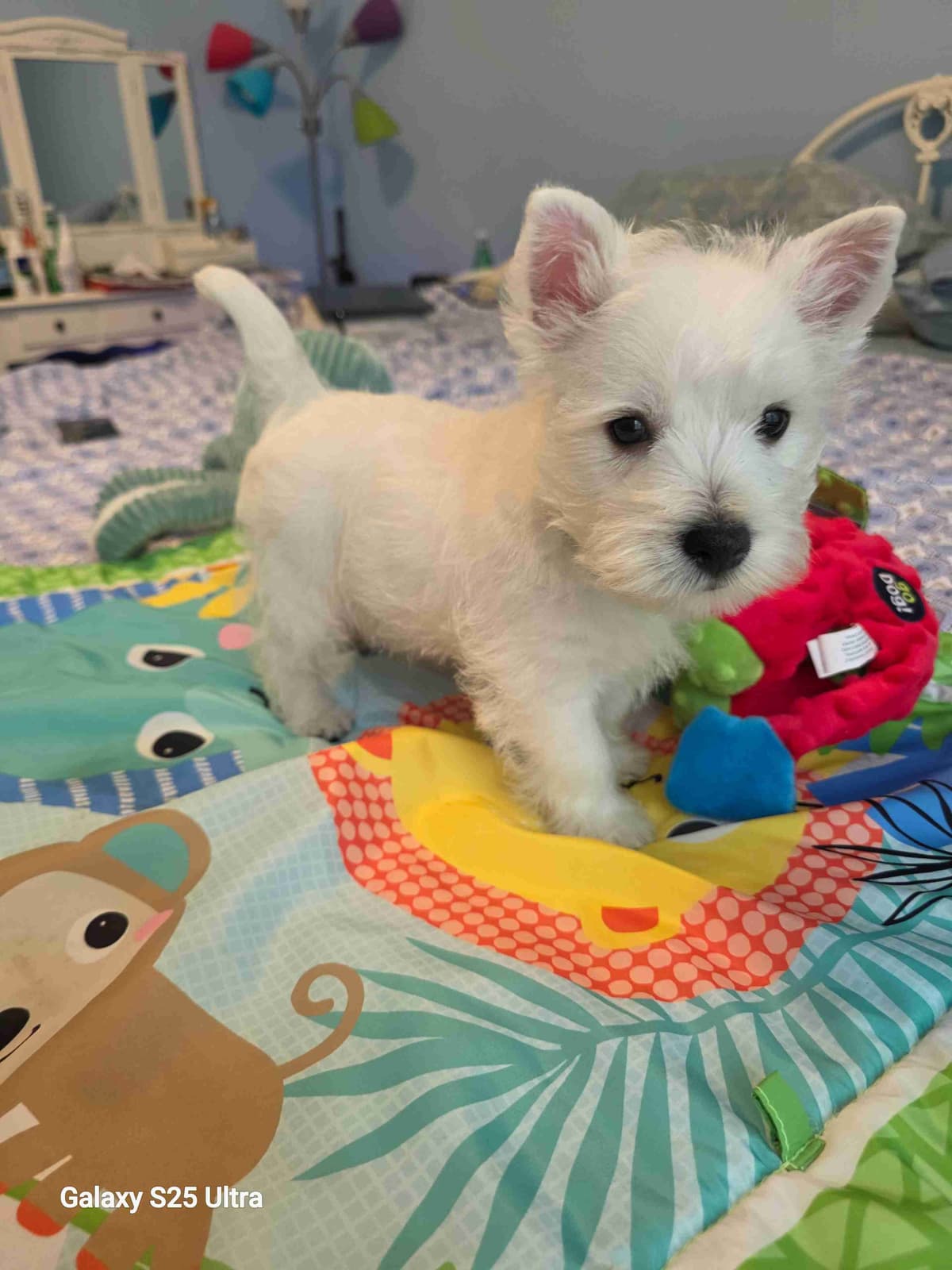 West Highland White Terrier Puppies breeder image 19