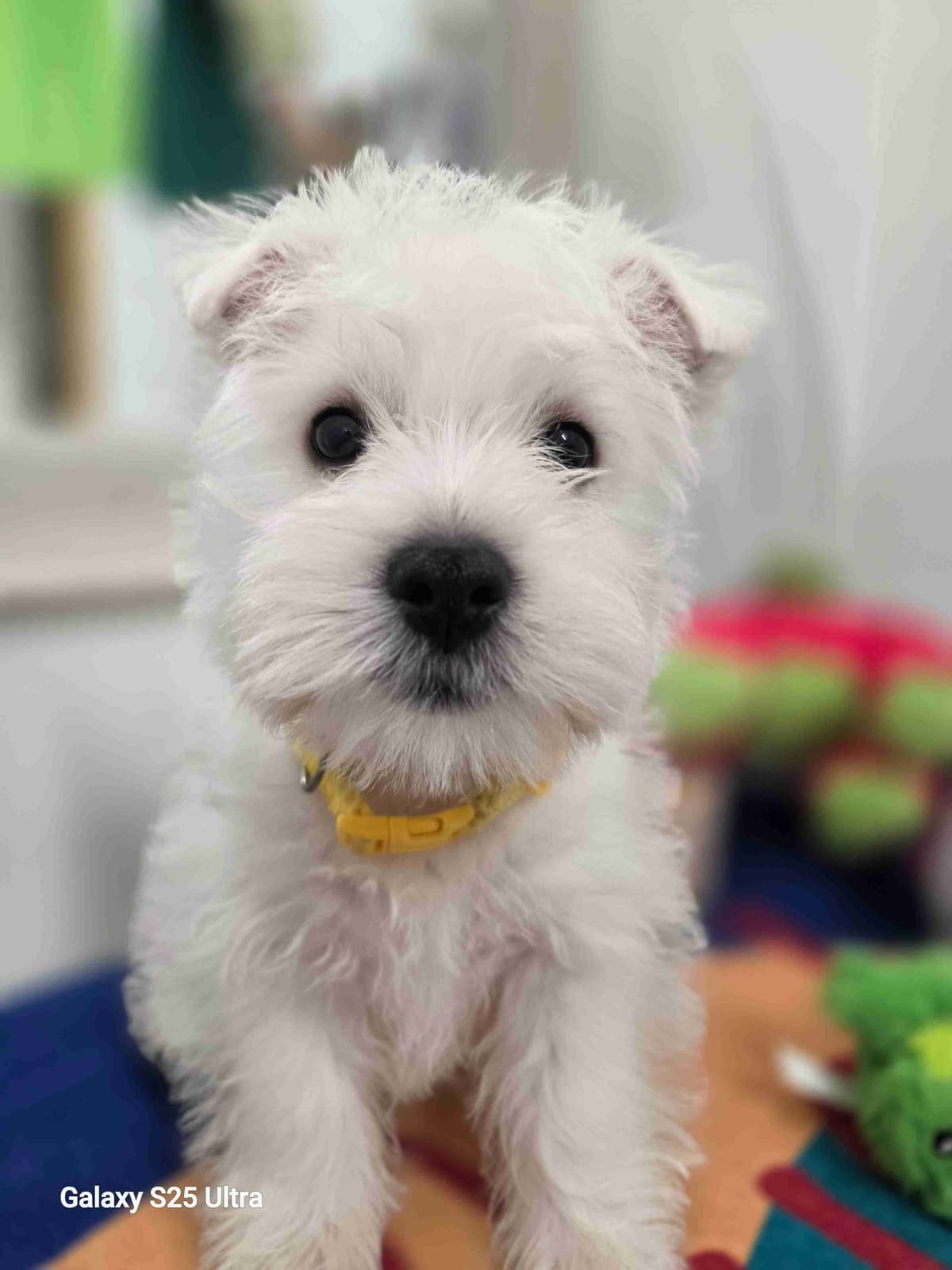 West Highland White Terrier Puppies breeder image 20