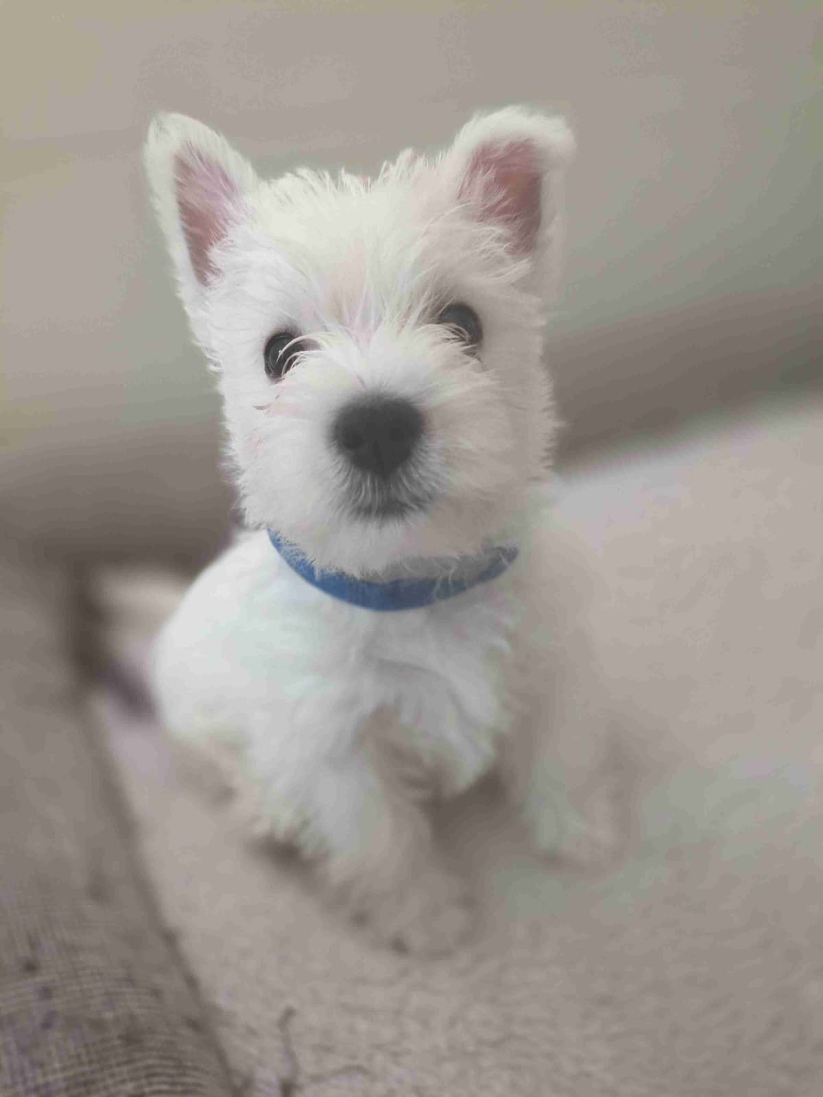 West Highland White Terrier Puppies breeder image 21