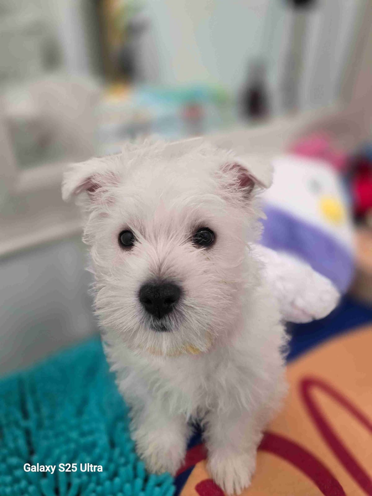 West Highland White Terrier Puppies breeder image 22