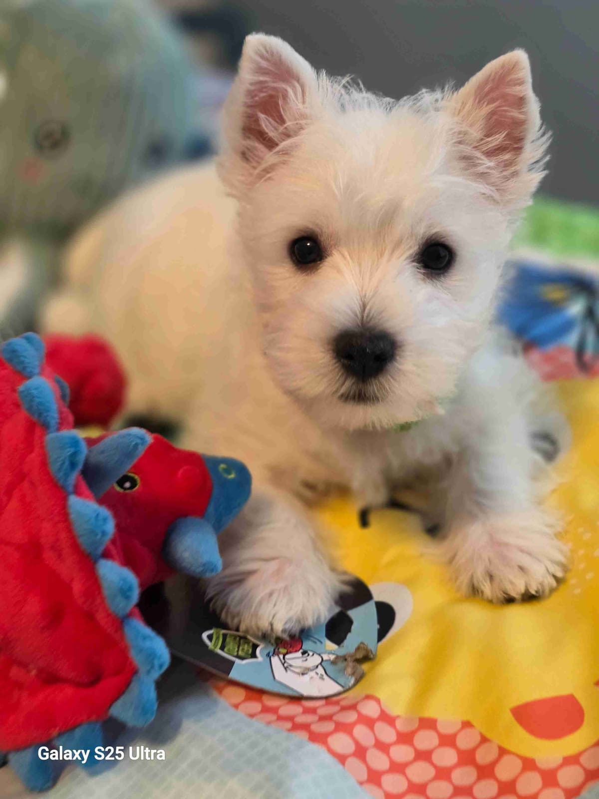 West Highland White Terrier Puppies breeder image 23