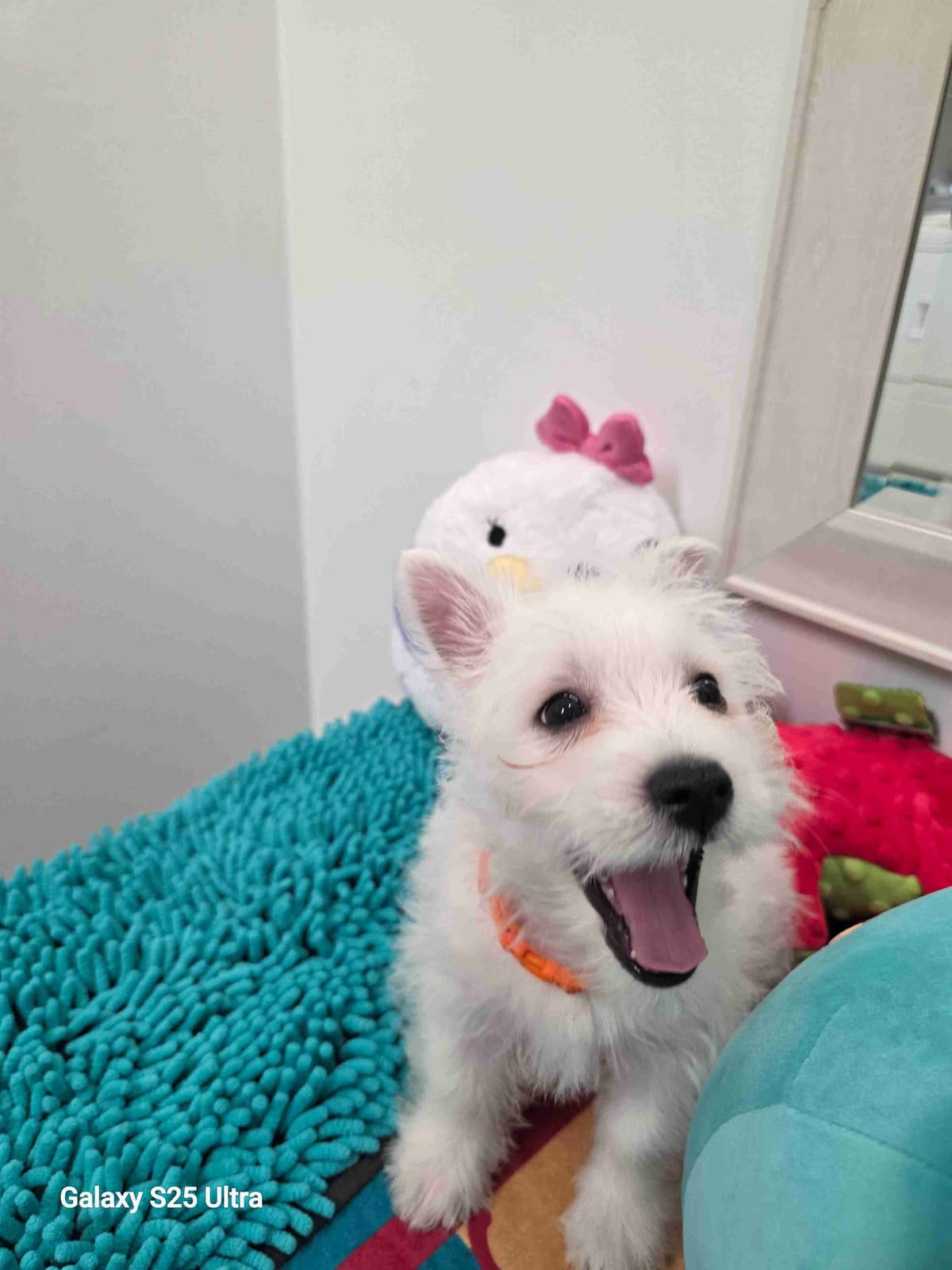West Highland White Terrier Puppies breeder image 25