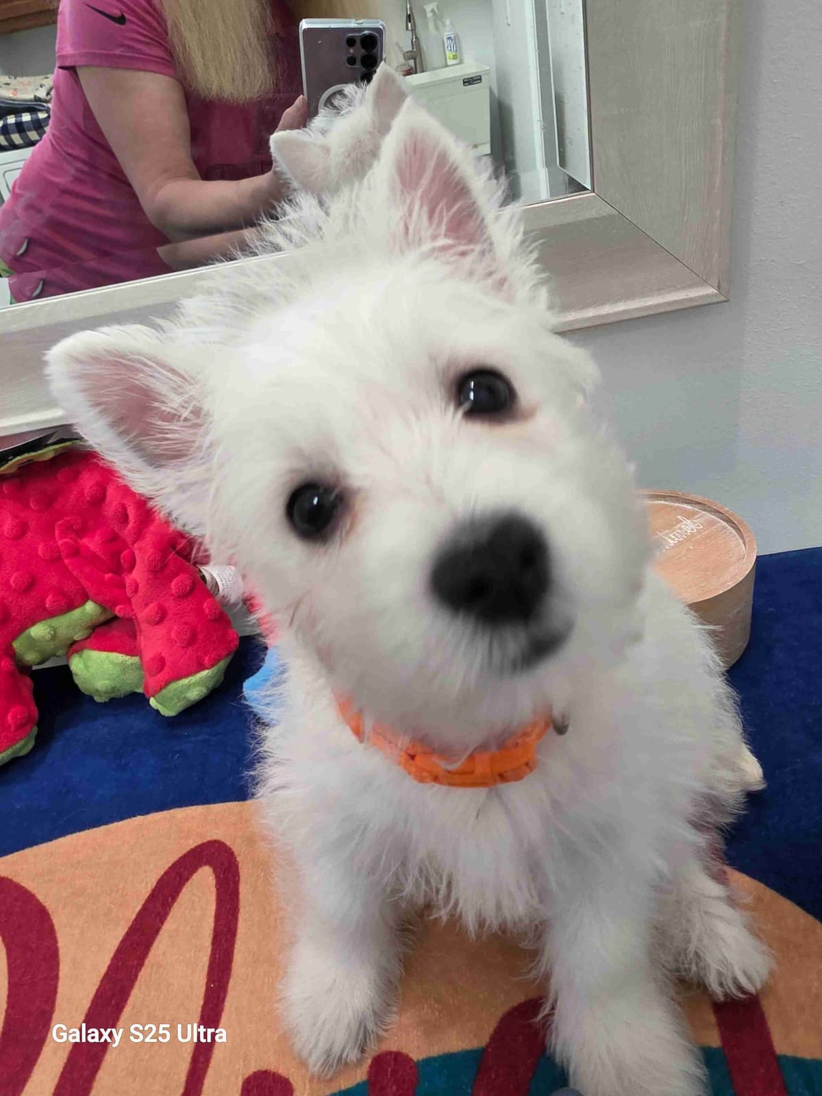 West Highland White Terrier Puppies breeder image 26
