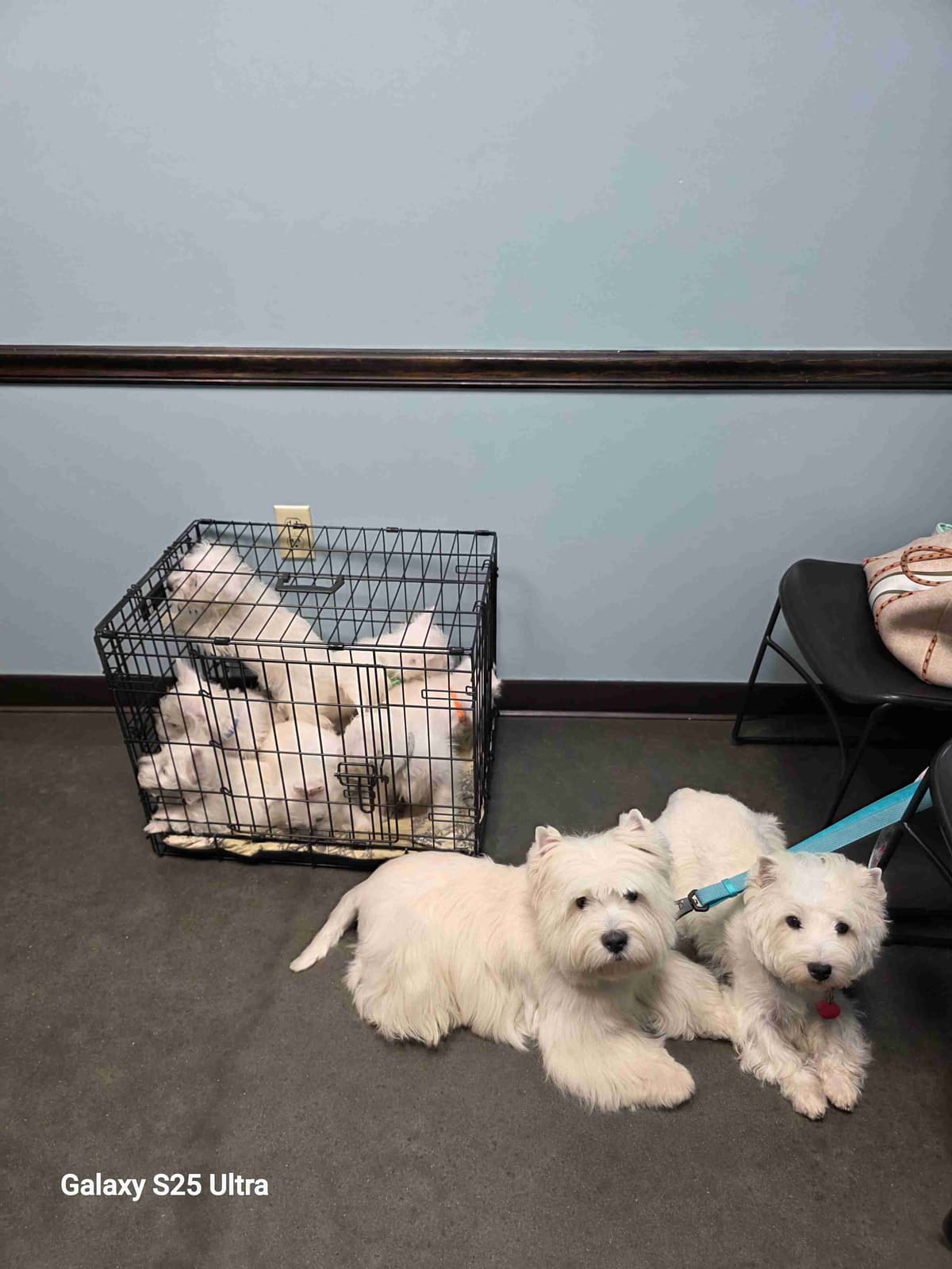 West Highland White Terrier Puppies breeder image 28