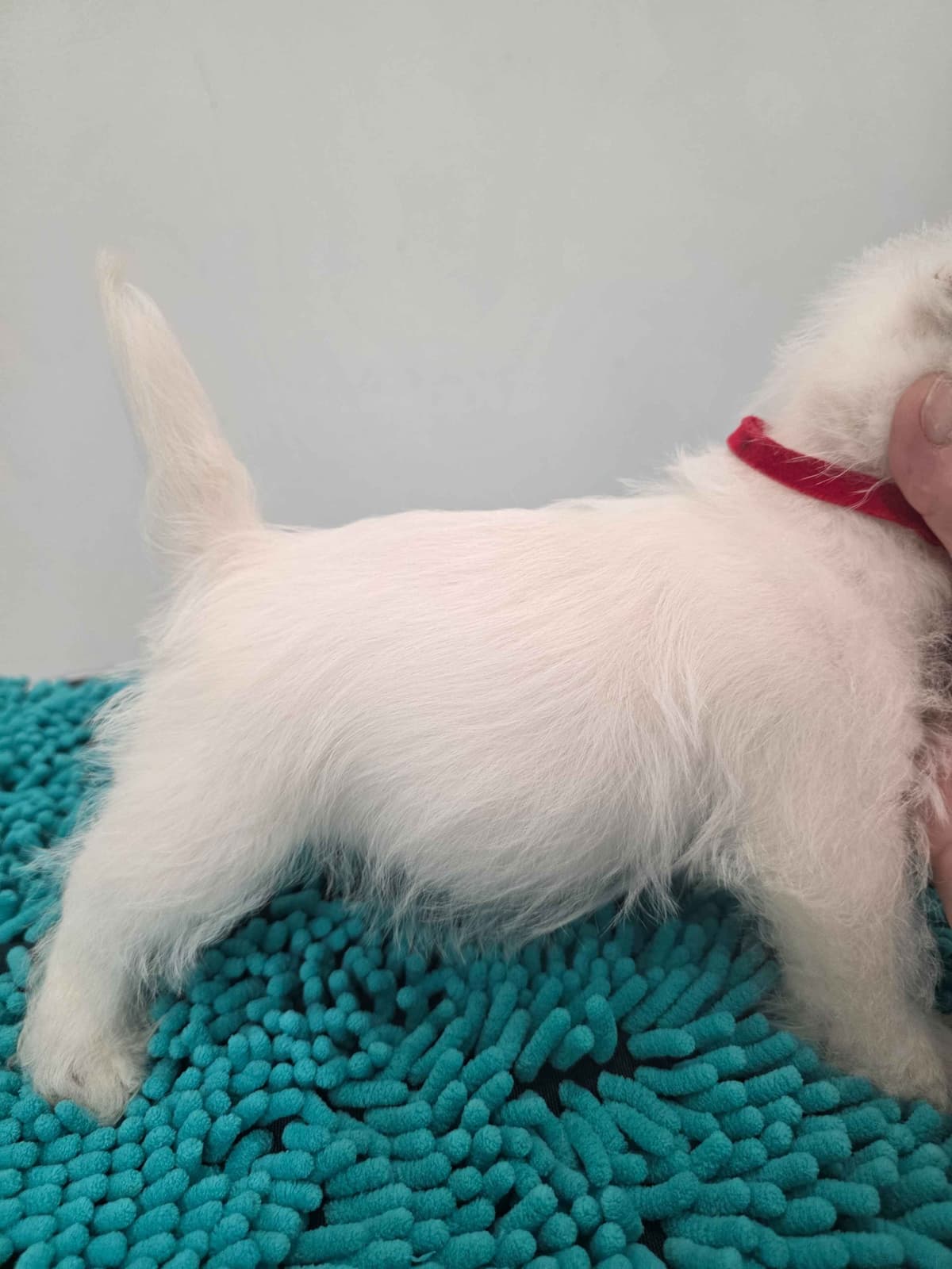 West Highland White Terrier Puppies breeder image 30