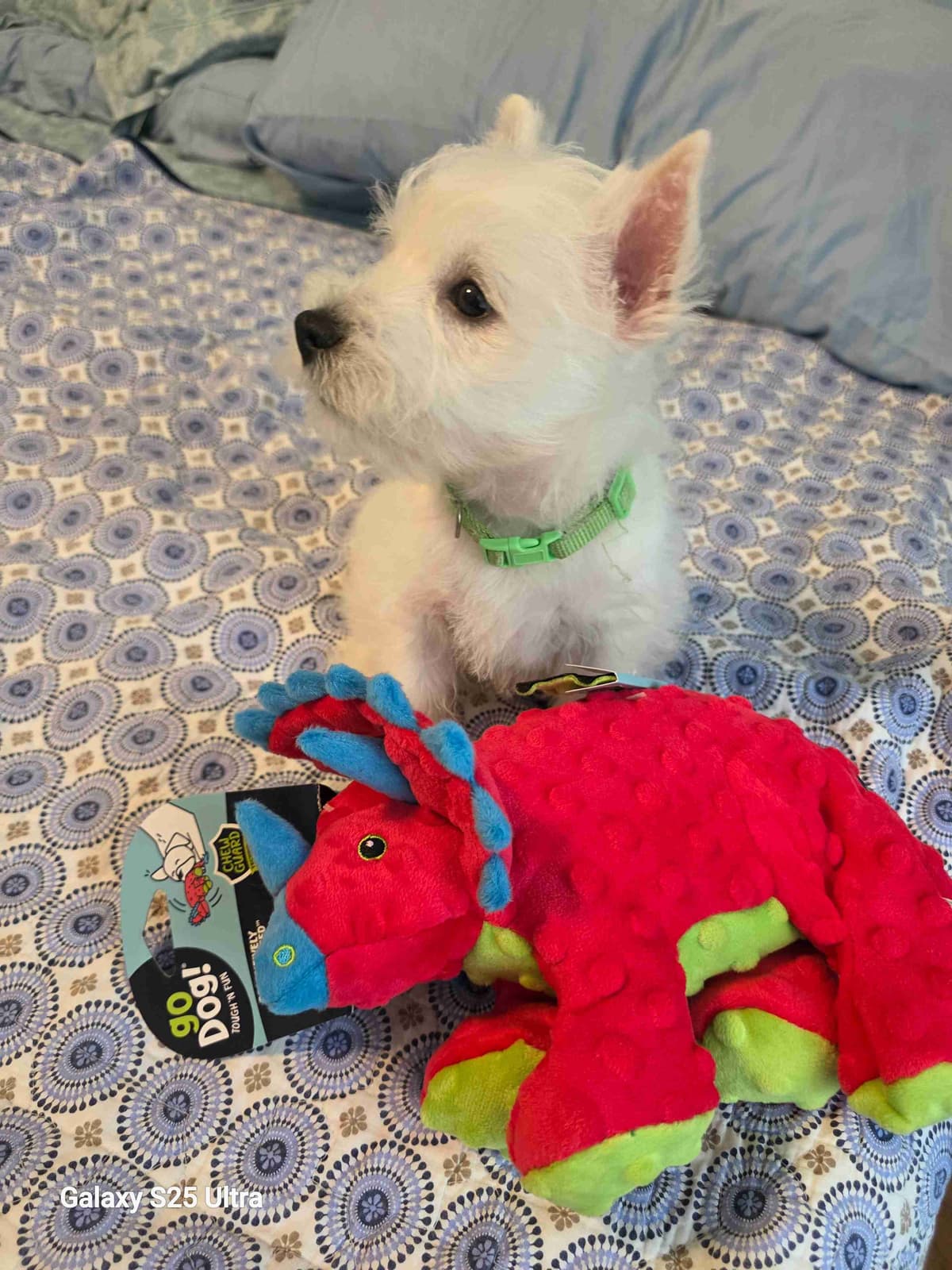 West Highland White Terrier Puppies breeder image 29