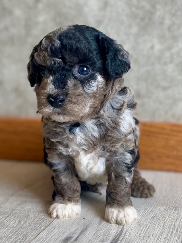 Poodle Puppies media 2