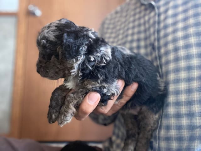 Poodle Puppies media 3