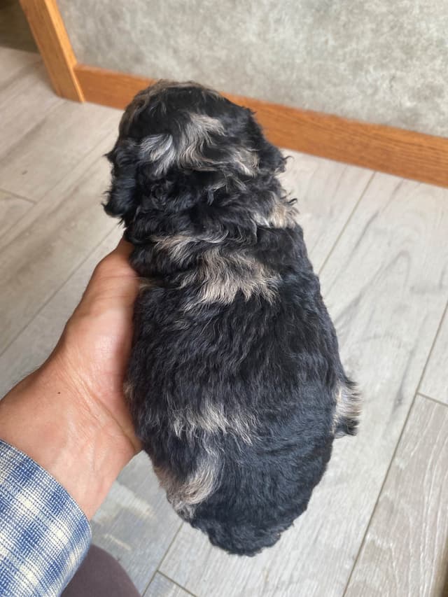 Poodle Puppies media 4