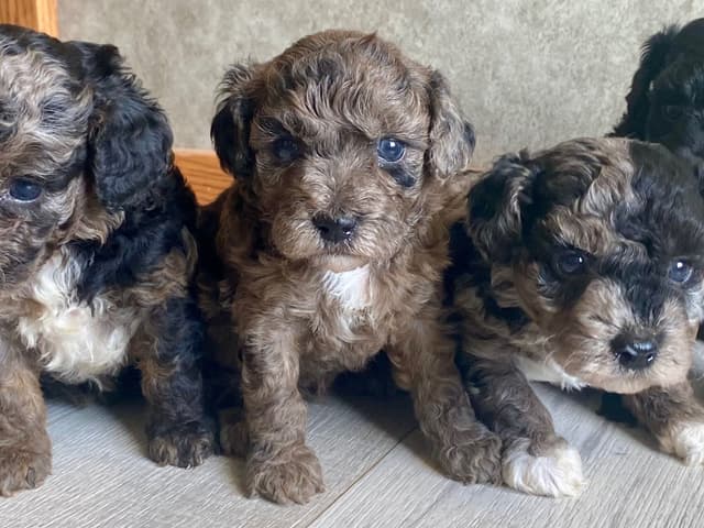 Poodle Puppies media 5