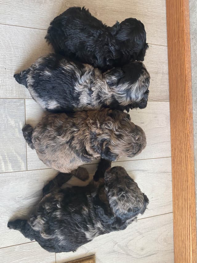 Poodle Puppies media 6