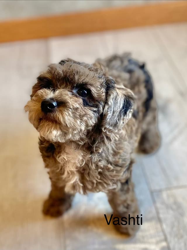 Poodle Puppies media 7