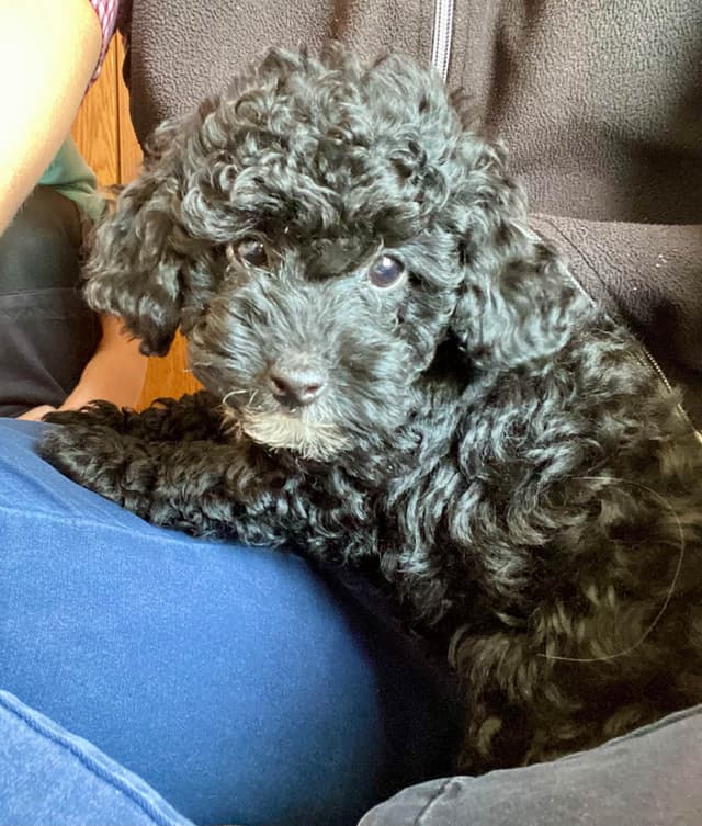 Poodle Puppies media 8
