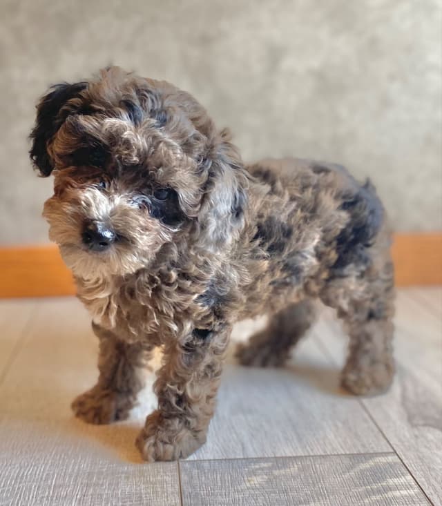 Poodle Puppies media 9
