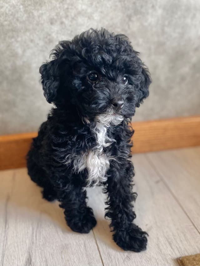 Poodle Puppies media 10