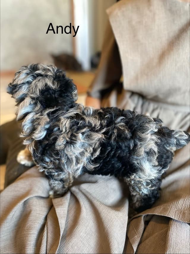 Poodle Puppies media 11