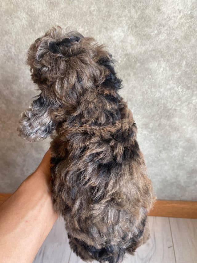 Poodle Puppies media 12