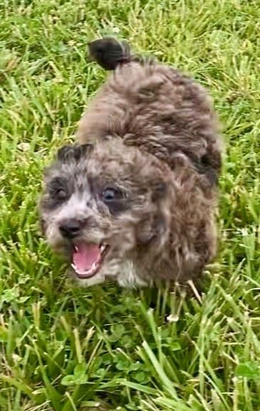 Poodle Puppies media 13