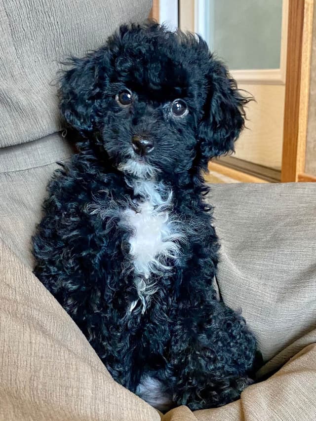 Poodle Puppies media 14