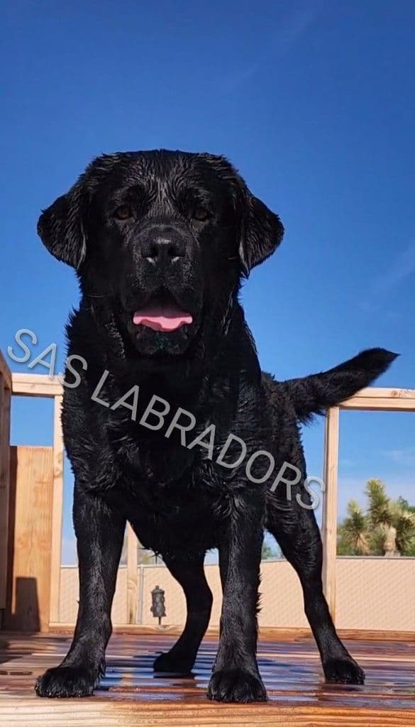 Stunning English Labrador Retriever Puppies media 2