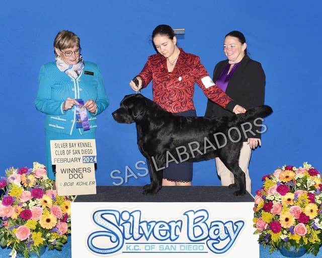 Stunning English Labrador Retriever Puppies media 3