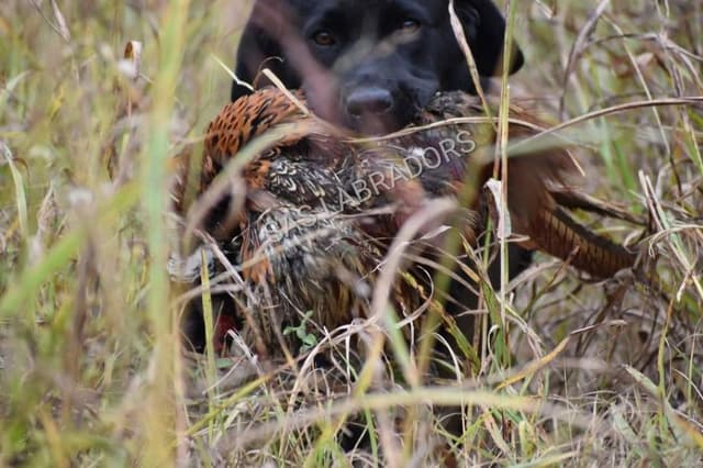 Stunning English Labrador Retriever Puppies media 4