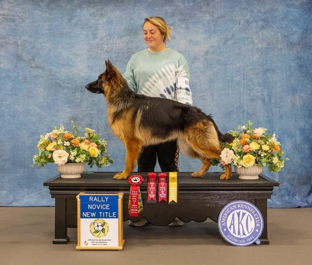 German Shepherd Dog Puppies breeder image 1