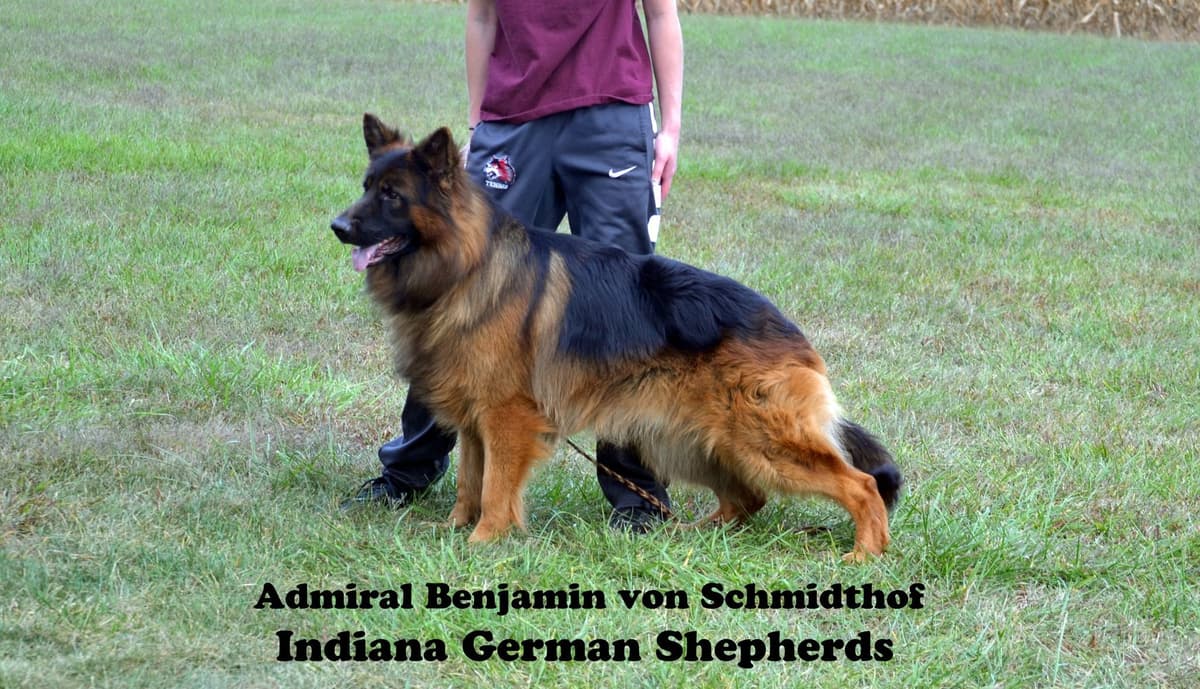 German Shepherd Dog Puppies breeder image 3