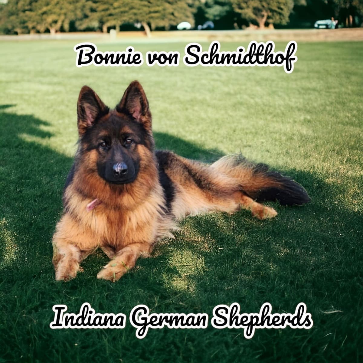 German Shepherd Dog Puppies breeder image 4