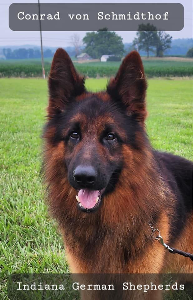 German Shepherd Dog Puppies breeder image 5