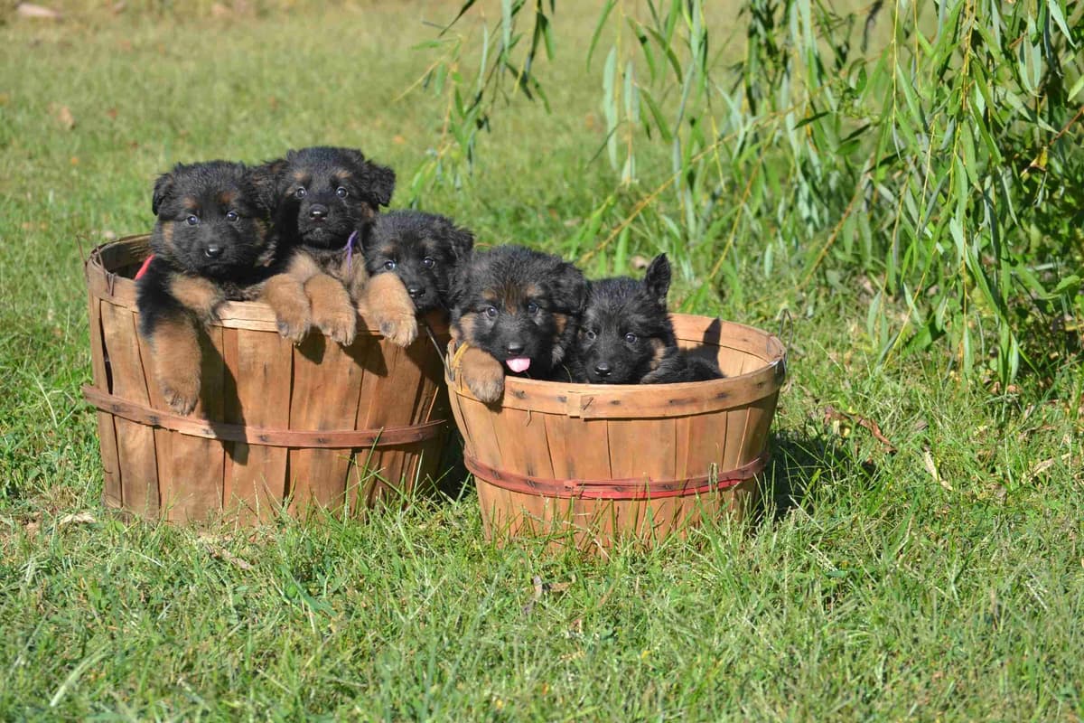 German Shepherd Dog Puppies breeder image 6