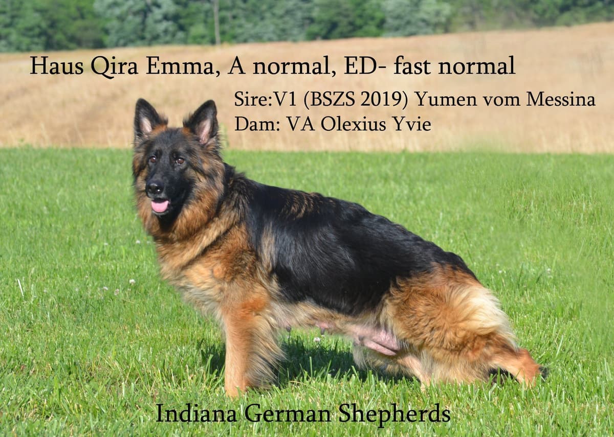 German Shepherd Dog Puppies breeder image 7